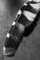 Feather Shadow II by Debra Van Swearingen. SKU 55155h. Archival Giclee Fine art print for wall decor.
