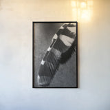 Feather Shadow II by Debra Van Swearingen. shown as a paper print in a black flame. Available as a archival giclee rolled canvas, fine art paper, or poster print. SKU 55155h.