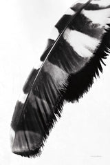 Feather Shadow II White by Debra Van Swearingen. SKU 57578h. Archival Giclee Fine art print for wall decor.