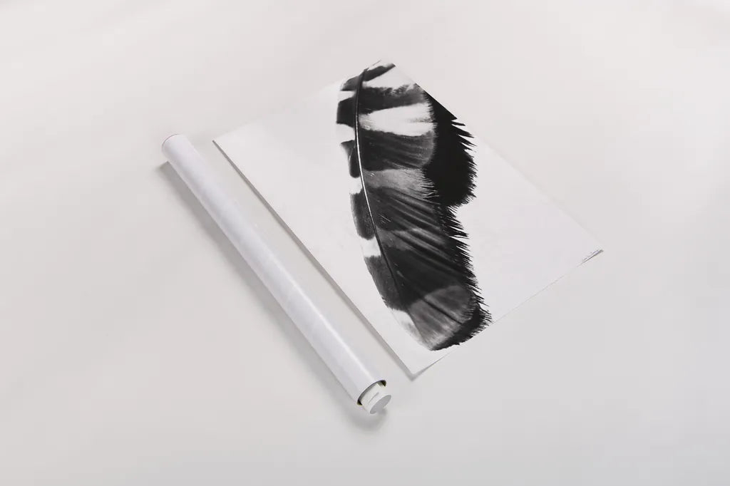Feather Shadow II White by Debra Van Swearingen. shown as a rolled paper print. Available as archival giclee rolled canvas, fine art paper, or poster print. SKU 57578h.