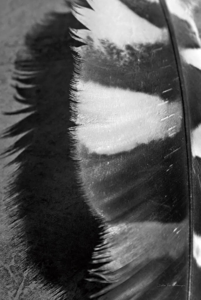 Feather Shadow III by Debra Van Swearingen. SKU 55156h. Archival Giclee Fine art print for wall decor.