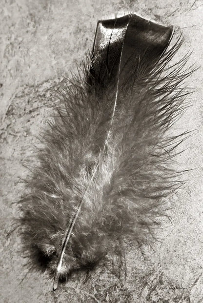 Feather Shadow IV by Debra Van Swearingen. SKU 55157h. Archival Giclee Fine art print for wall decor.