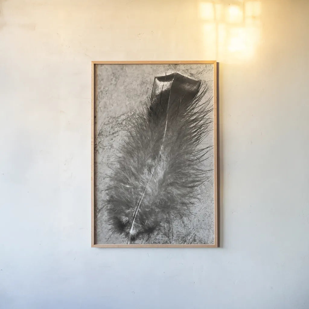 Feather Shadow IV by Debra Van Swearingen. shown as a paper print in a natural frame. Available as a archival giclee rolled canvas, fine art paper, or poster print. SKU 55157h.