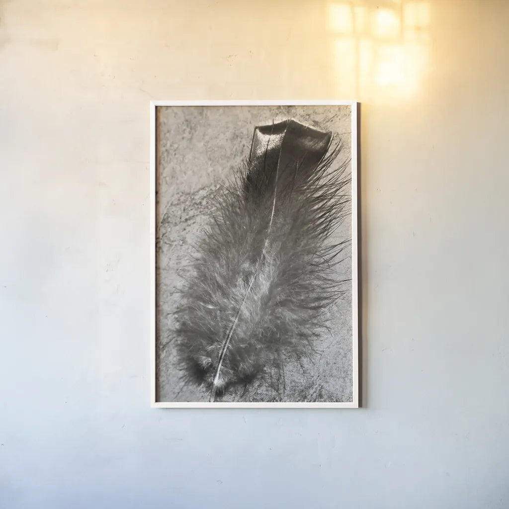 Feather Shadow IV by Debra Van Swearingen. shown as a paper print in a white frame. Available as a archival giclee rolled canvas, fine art paper, or poster print. SKU 55157h.