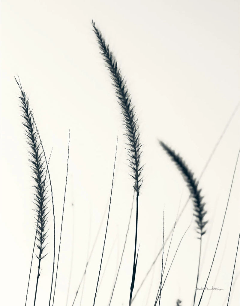 Field Grasses IV BW Crop by Debra Van Swearingen