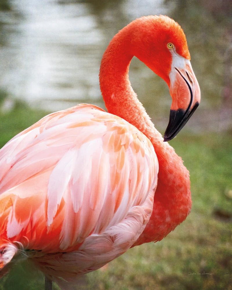 Flamingo I by Debra Van Swearingen