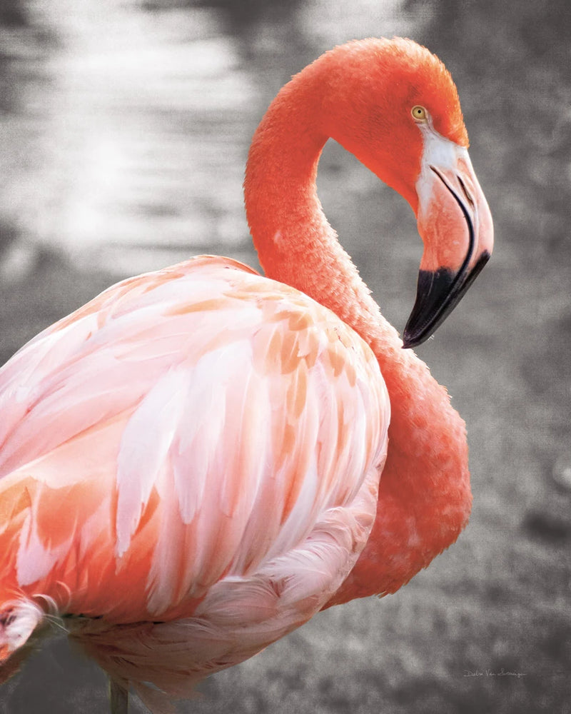 Flamingo I on BW by Debra Van Swearingen