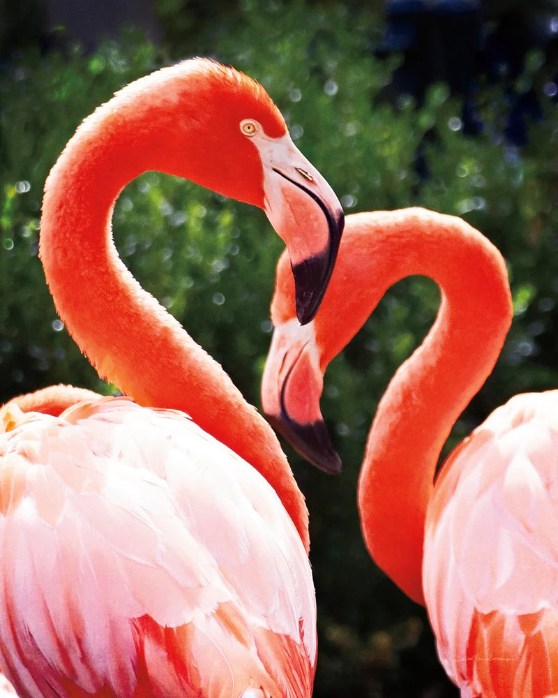 Flamingo II by Debra Van Swearingen