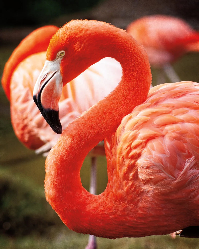Flamingo III by Debra Van Swearingen