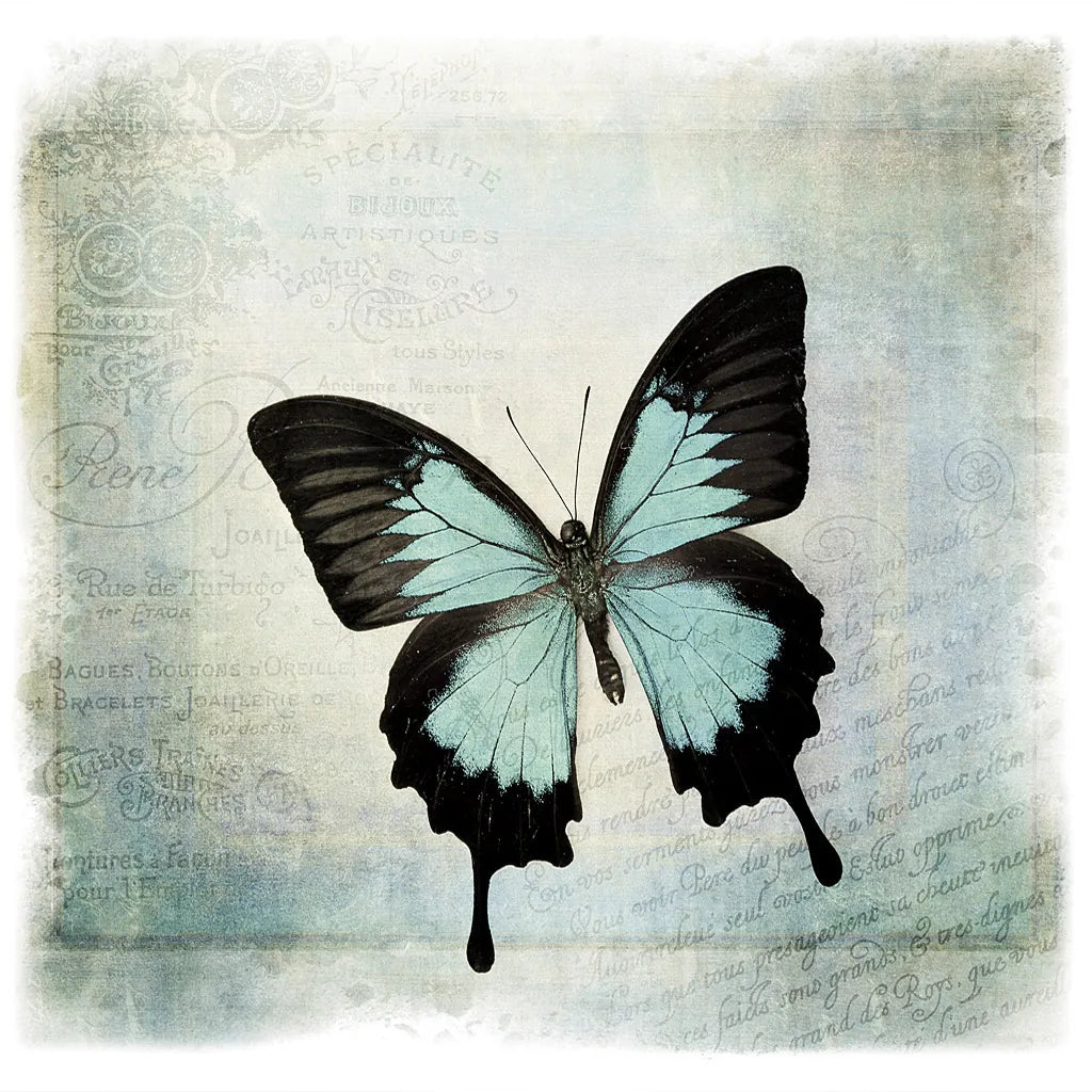 Floating Butterfly III by Debra Van Swearingen. SKU 25792a. Archival Giclee Fine art print for wall decor.