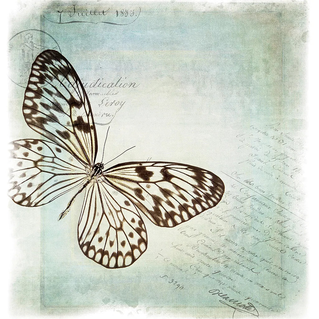 Floating Butterfly IV by Debra Van Swearingen. SKU 25793a. Archival Giclee Fine art print for wall decor.