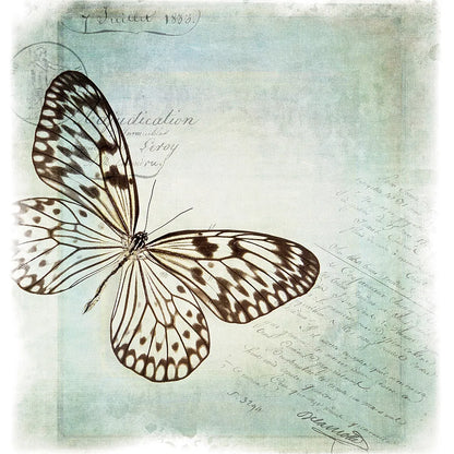 Floating Butterfly IV by Debra Van Swearingen. SKU 25793a. Archival Giclee Fine art print for wall decor.