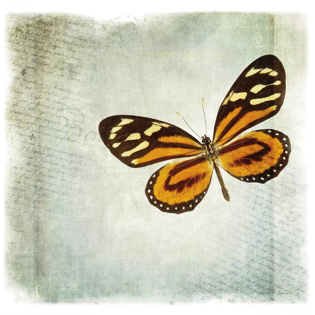 Floating Butterfly VI by Debra Van Swearingen. SKU 25795a. Archival Giclee Fine art print for wall decor.