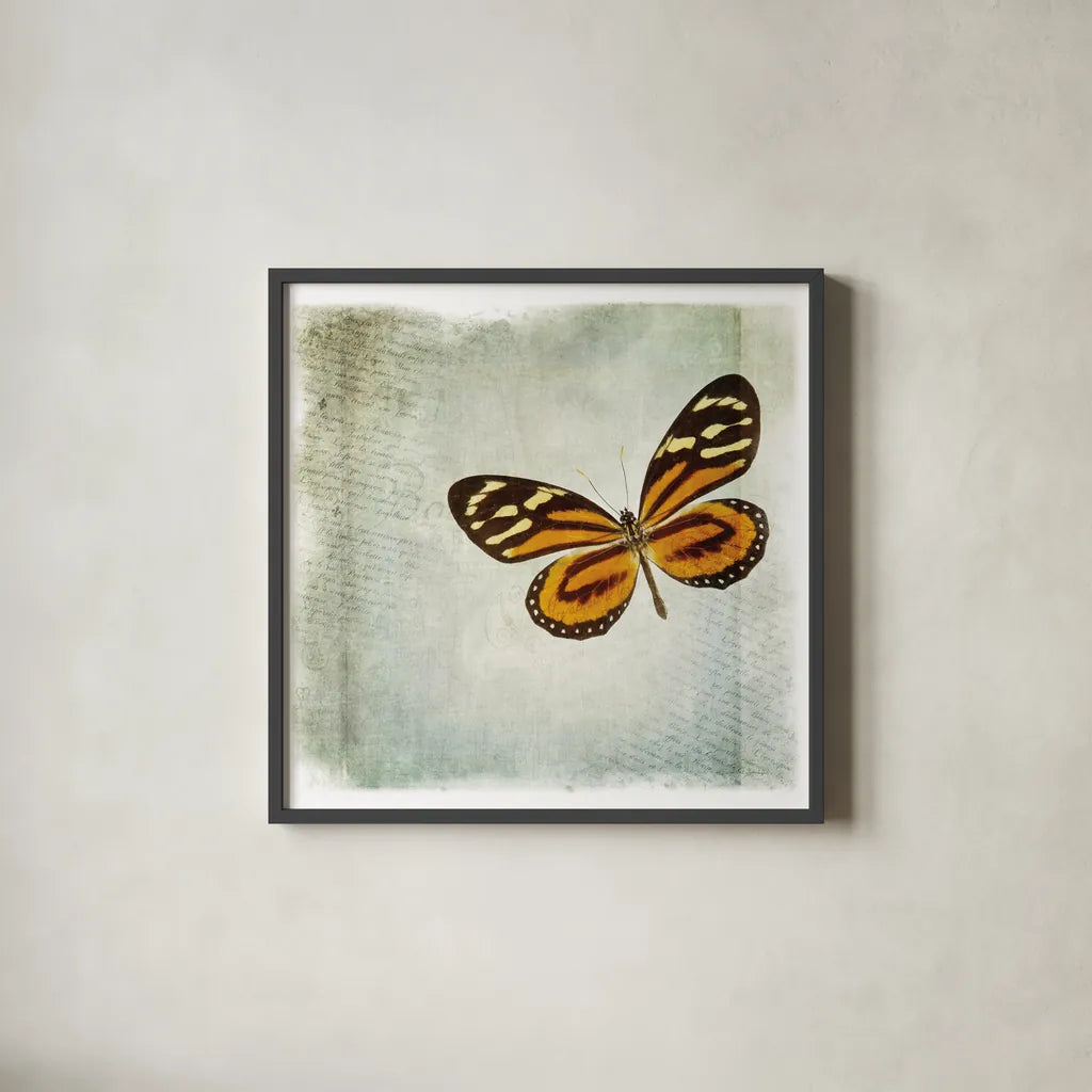 Floating Butterfly VI by Debra Van Swearingen. Shown in a sleek black glass frame for a contemporary gallery look. Available as an archival giclee rolled canvas, fine art paper, or poster print. SKU 25795a.