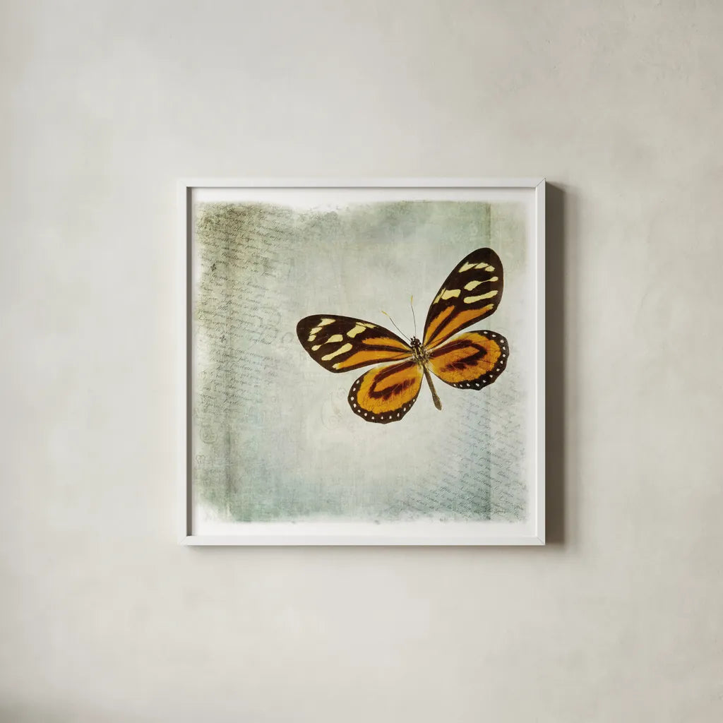 Floating Butterfly VI by Debra Van Swearingen. Shown in a crisp white glass frame for a clean and minimalist style. Available as an archival giclee rolled canvas, fine art paper, or poster print. SKU 25795a.
