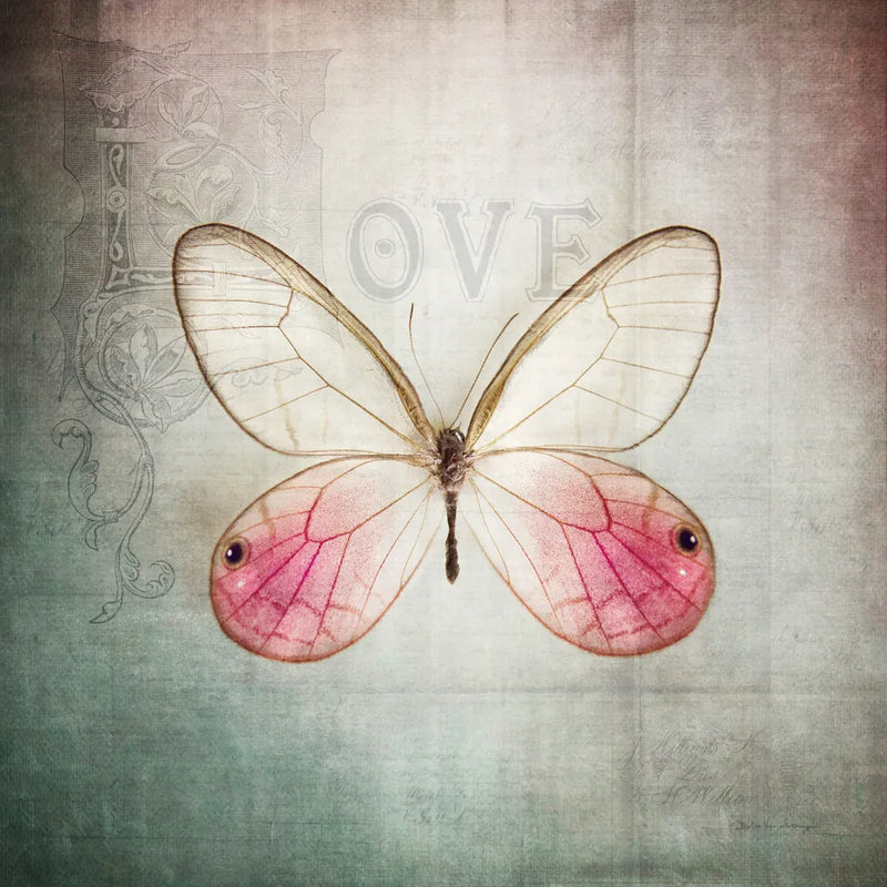French Butterfly I by Debra Van Swearingen. SKU 25769a. Archival Giclee Fine art print for wall decor.
