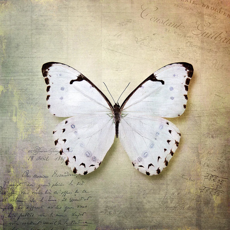 French Butterfly II by Debra Van Swearingen. SKU 25770a. Archival Giclee Fine art print for wall decor.