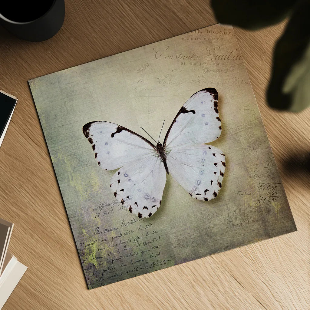 French Butterfly II by Debra Van Swearingen. Shown as a detailed flat fine art print, highlighting archival giclee quality. Available as an archival giclee rolled canvas, fine art paper, or poster print. SKU 25770a.