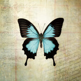French Butterfly III by Debra Van Swearingen. SKU 25771a. Archival Giclee Fine art print for wall decor.