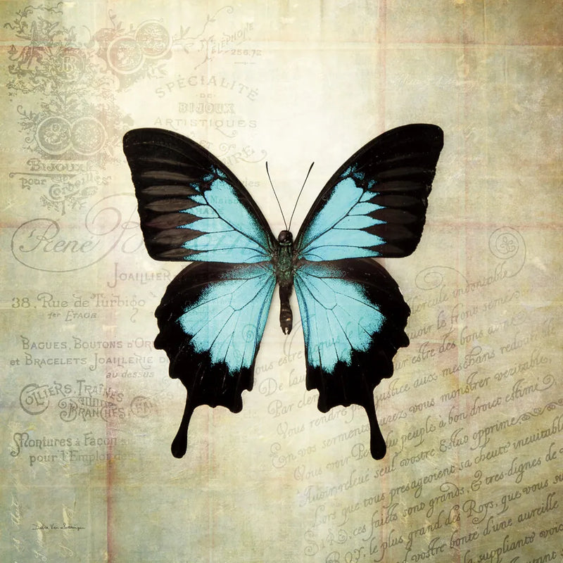 French Butterfly III by Debra Van Swearingen. SKU 25771a. Archival Giclee Fine art print for wall decor.
