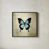 French Butterfly III by Debra Van Swearingen. Shown in a sleek black glass frame for a contemporary gallery look. Available as an archival giclee rolled canvas, fine art paper, or poster print. SKU 25771a.