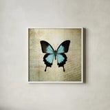French Butterfly III by Debra Van Swearingen. Shown in a crisp white glass frame for a clean and minimalist style. Available as an archival giclee rolled canvas, fine art paper, or poster print. SKU 25771a.