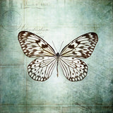 French Butterfly V by Debra Van Swearingen. SKU 25773a. Archival Giclee Fine art print for wall decor.