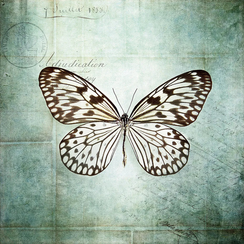 French Butterfly V by Debra Van Swearingen. SKU 25773a. Archival Giclee Fine art print for wall decor.