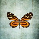 French Butterfly VIII by Debra Van Swearingen. SKU 25776a. Archival Giclee Fine art print for wall decor.