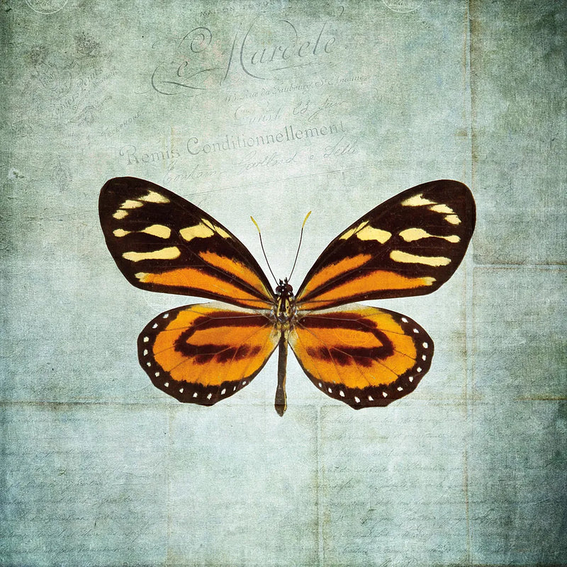 French Butterfly VIII by Debra Van Swearingen. SKU 25776a. Archival Giclee Fine art print for wall decor.
