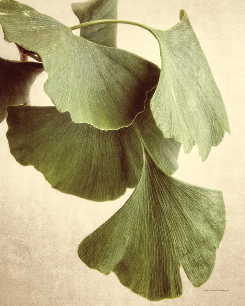 Gingko Color by Debra Van Swearingen