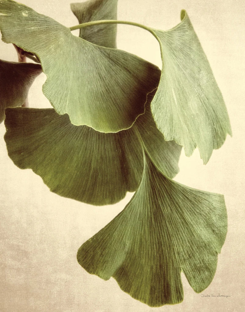 Gingko Color Crop by Debra Van Swearingen