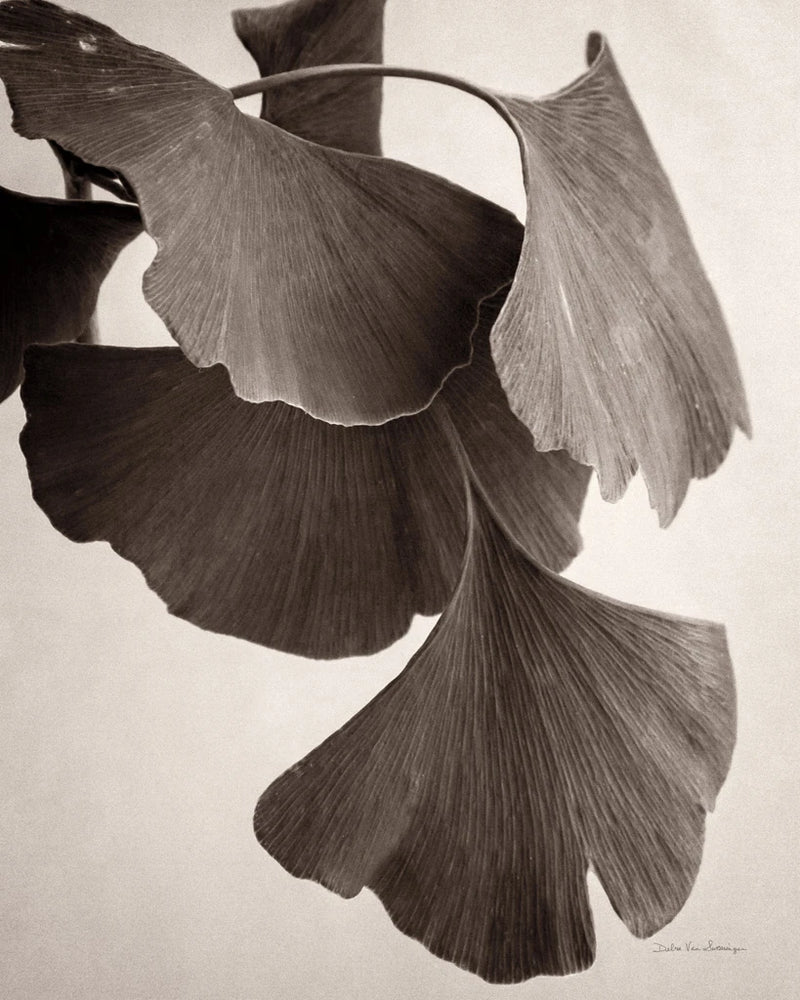 Gingko Sepia by Debra Van Swearingen