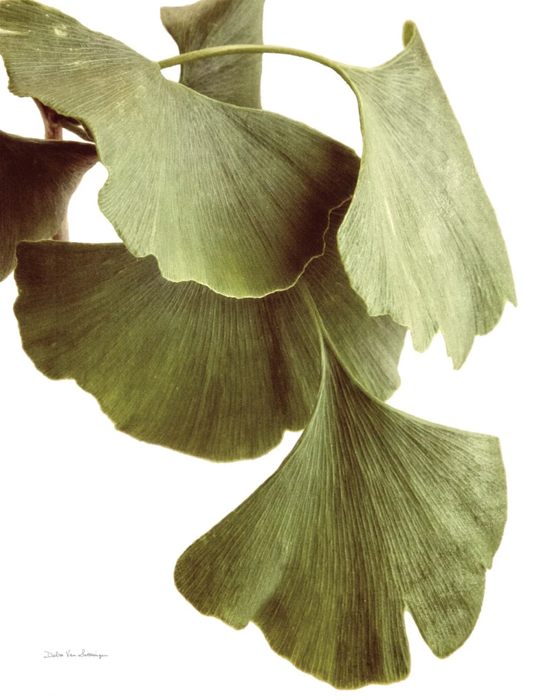 Ginko Color on White by Debra Van Swearingen