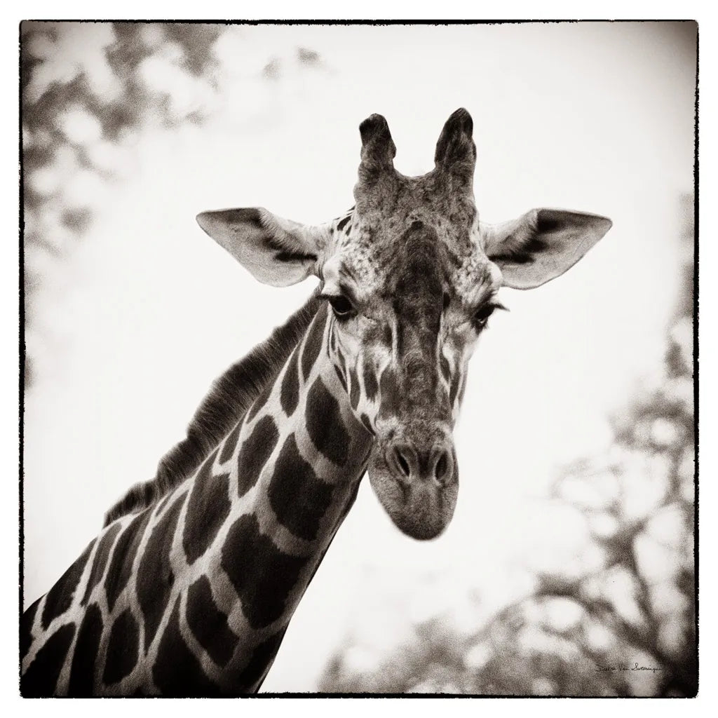 Giraffe I by Debra Van Swearingen. SKU 17949a. Archival Giclee Fine art print for wall decor.