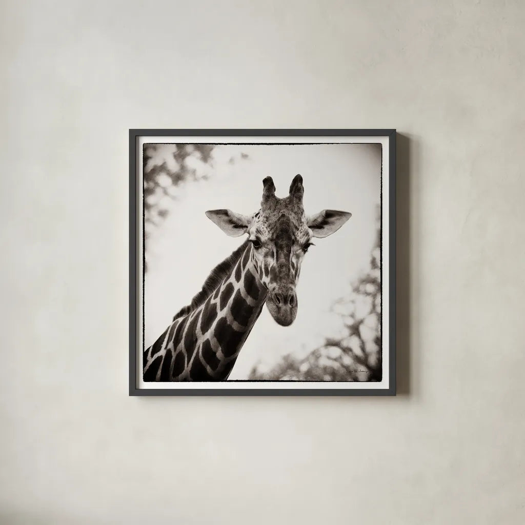 Giraffe I by Debra Van Swearingen. Shown in a sleek black glass frame for a contemporary gallery look. Available as an archival giclee rolled canvas, fine art paper, or poster print. SKU 17949a.