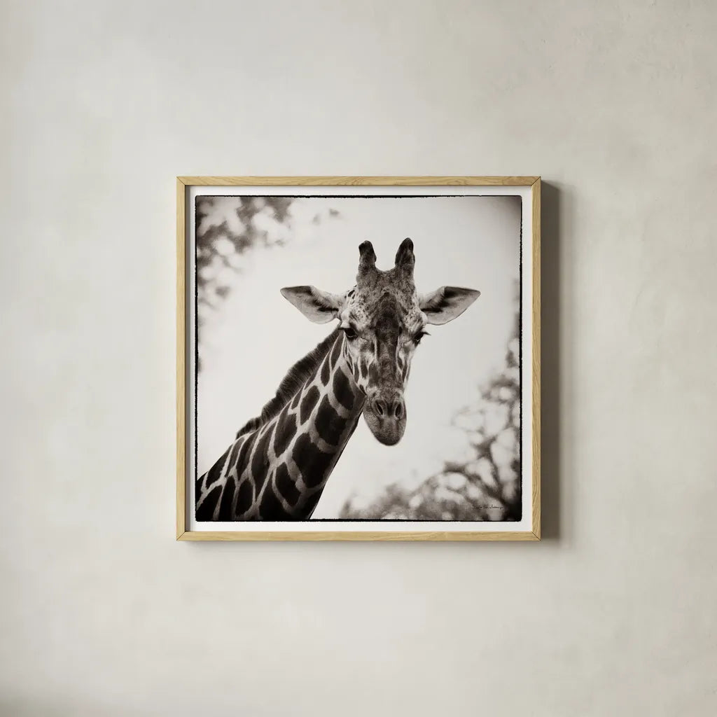 Giraffe I by Debra Van Swearingen. Shown in a natural wood glass frame for a timeless modern aesthetic. Available as an archival giclee rolled canvas, fine art paper, or poster print. SKU 17949a.