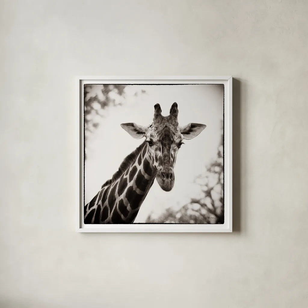 Giraffe I by Debra Van Swearingen. Shown in a crisp white glass frame for a clean and minimalist style. Available as an archival giclee rolled canvas, fine art paper, or poster print. SKU 17949a.