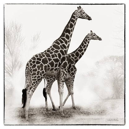 Giraffe II by Debra Van Swearingen. SKU 17950a. Archival Giclee Fine art print for wall decor.