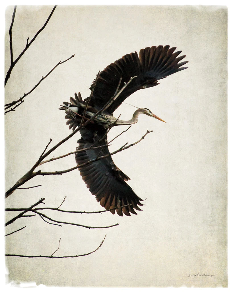 Grace by Debra Van Swearingen