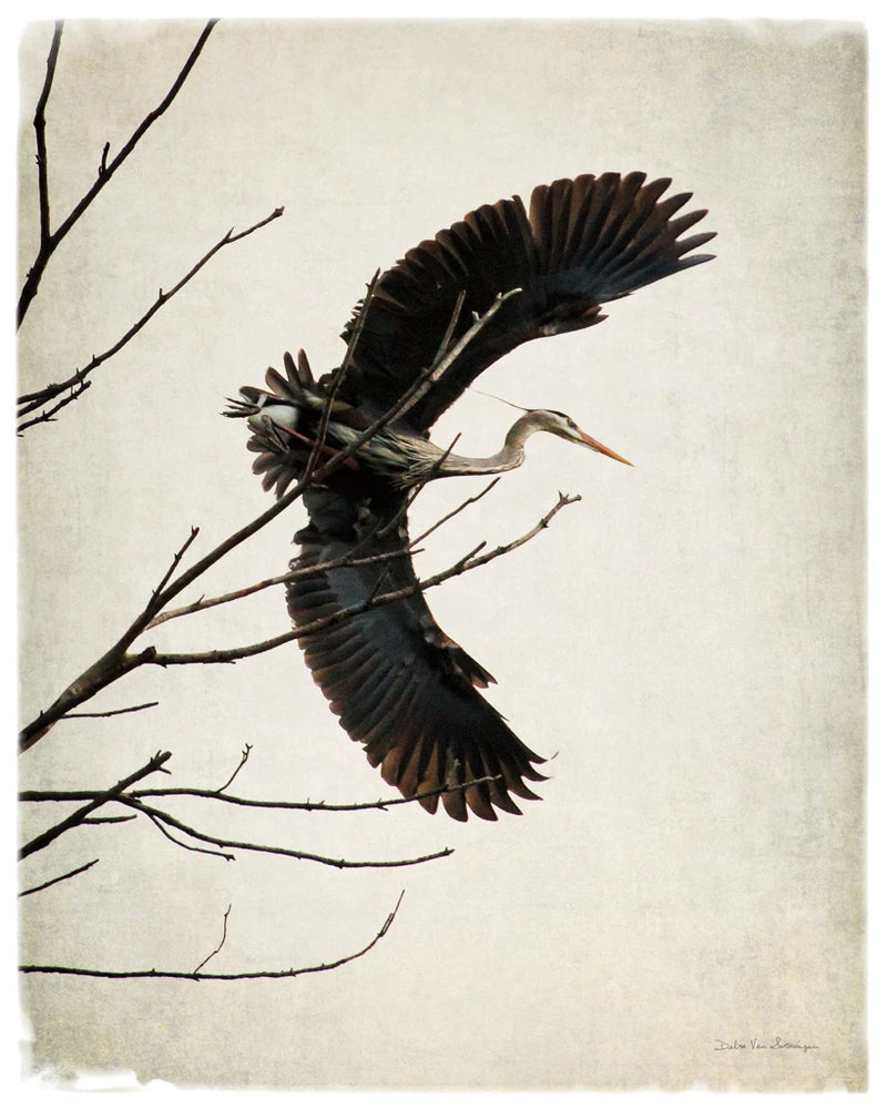 Grace by Debra Van Swearingen