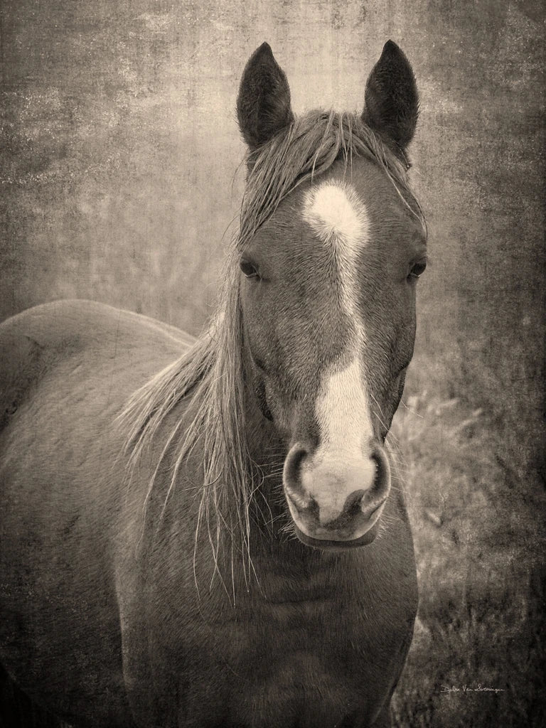 Heres Looking at You II by Debra Van Swearingen