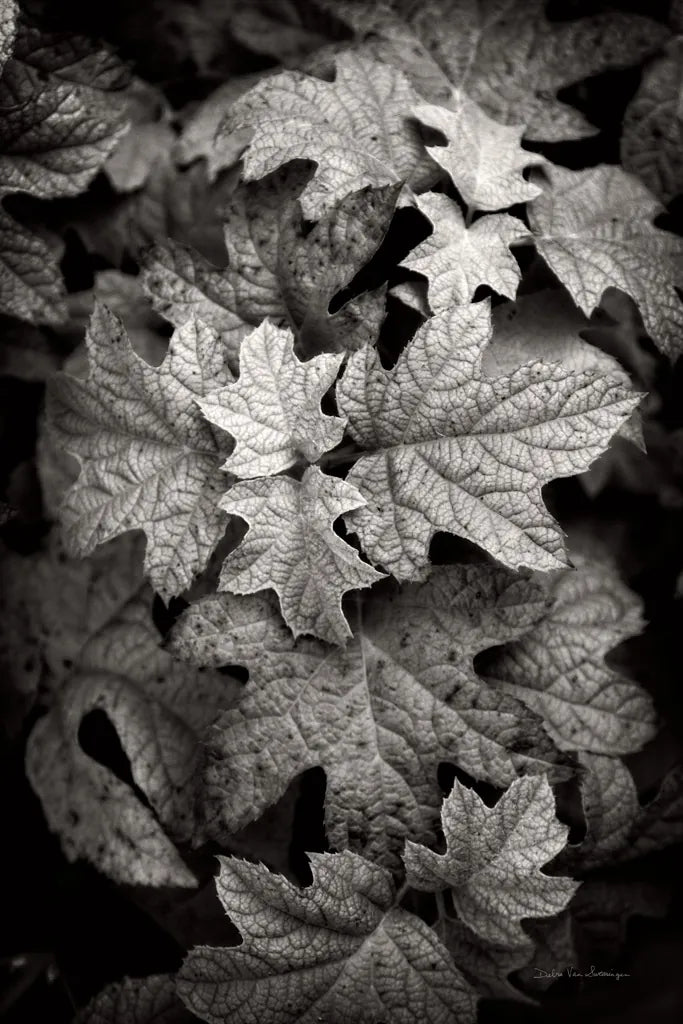 Hydrangea Leaves in Black and White by Debra Van Swearingen. SKU 63371h. Archival Giclee Fine art print for wall decor.