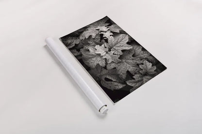 Hydrangea Leaves in Black and White by Debra Van Swearingen. shown as a rolled paper print. Available as archival giclee rolled canvas, fine art paper, or poster print. SKU 63371h.