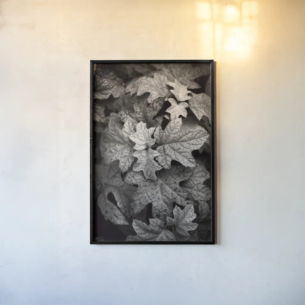 Hydrangea Leaves in Black and White by Debra Van Swearingen. shown as a paper print in a black flame. Available as a archival giclee rolled canvas, fine art paper, or poster print. SKU 63371h.
