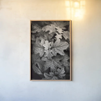 Hydrangea Leaves in Black and White by Debra Van Swearingen. shown as a paper print in a natural frame. Available as a archival giclee rolled canvas, fine art paper, or poster print. SKU 63371h.