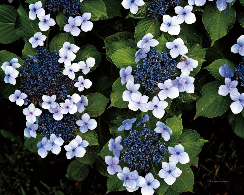 Hydrangeas Opening by Debra Van Swearingen