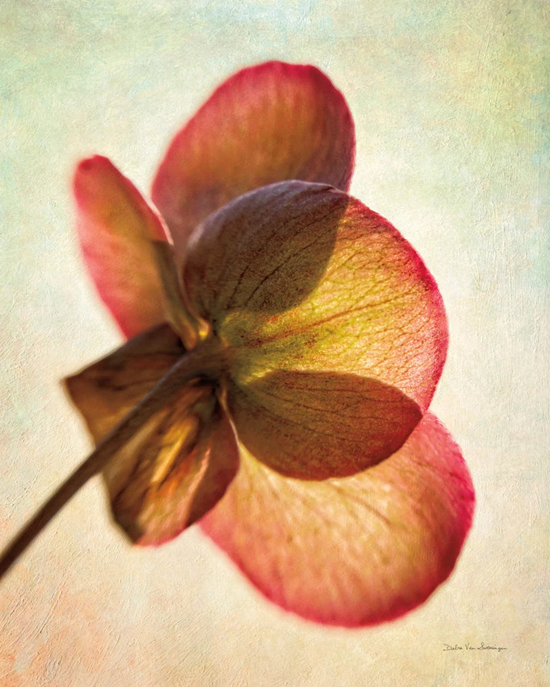 Lenton Rose I by Debra Van Swearingen