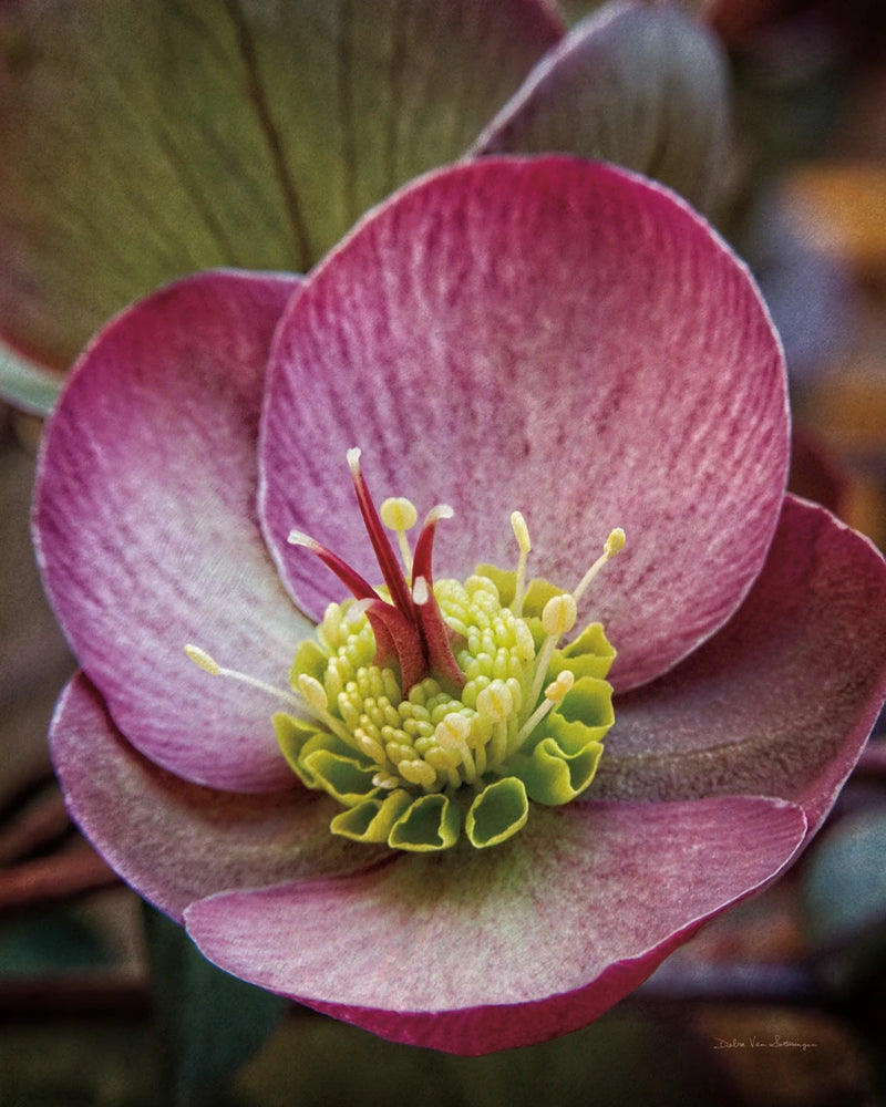 Lenton Rose IV by Debra Van Swearingen