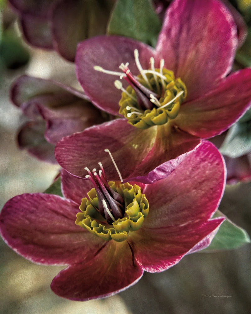 Lenton Rose V by Debra Van Swearingen